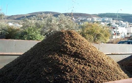 جفت  الزيتون في المعصرة