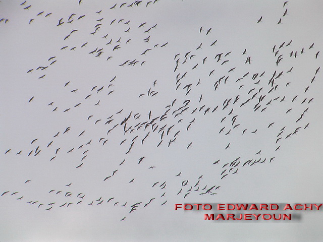 نقوش في الهواء على جدار السماء – صورة ادوار العشي - مرجعيون