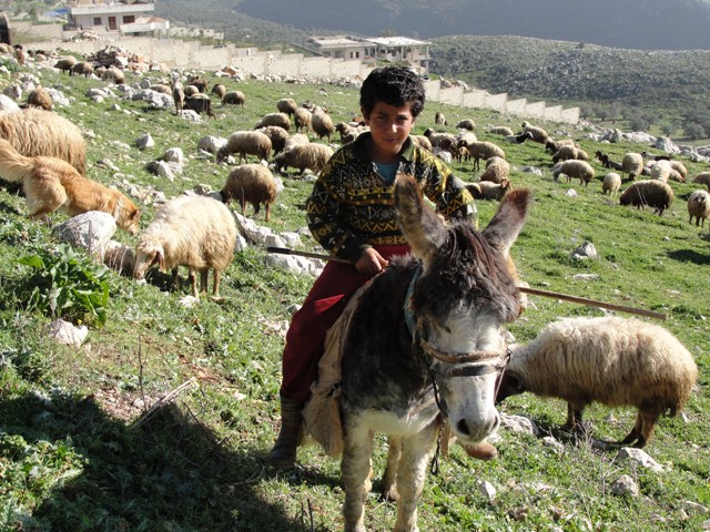رعد.. وجانب من القطيع الذي يقوده القطيع
