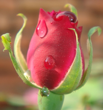 دمعة دافئة وزهرة يافعة من كل محبّي الدكتور علي نصرات عبدالله