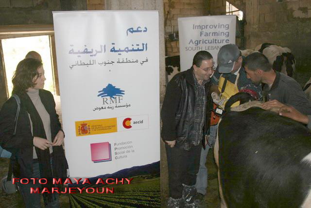 الطبيب البيطري يفحص بواسطة جهاز الايكو بقرة \