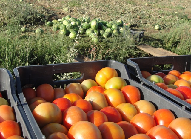 إنتهاء موسم البطيخ لا يعني التوقف عن العمل إذ أن موسم جني البندورة قد بدأ