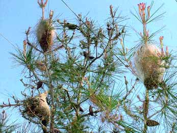 أعشاش الصندل