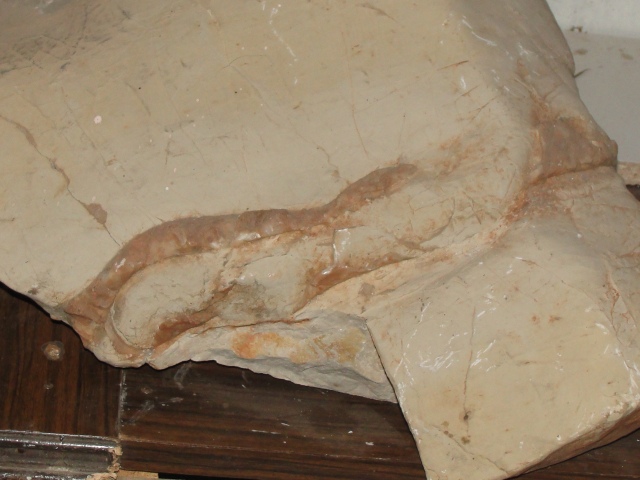 أفعى متحجرة