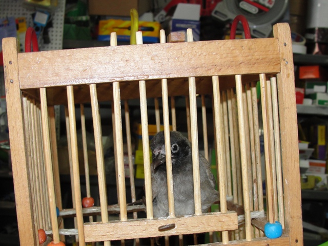 البلبل داخل القفص