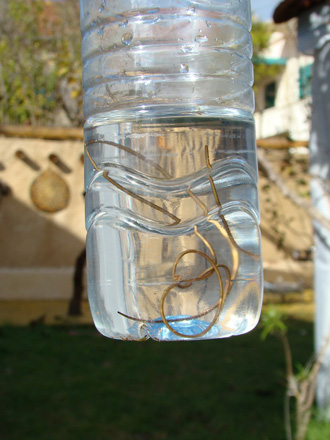 استطاع أبو حسين إدخال صيده مجهول الهوية في قنينة مياه