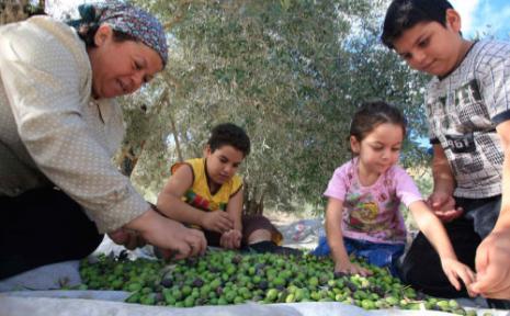 قليلة هي العائلات التي لا تزال تجتمع لقطاف الزيتون (خالد الغربي)