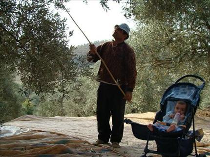  مزارع حاصباني يقطف الزيتون في حقله