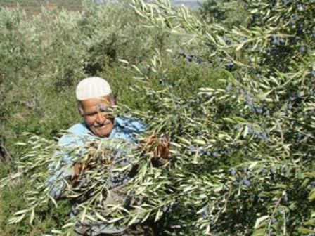 زيتون حاصبيا ومرجعيون.. مليون شجرة تستحق مركزاً للإرشاد