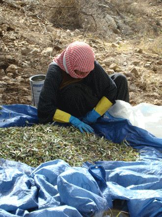زيتون حاصبيا ومرجعيون.. مليون شجرة تستحق مركزاً للإرشاد