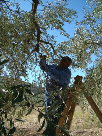 زيتون حاصبيا ومرجعيون.. مليون شجرة تستحق مركزاً للإرشاد