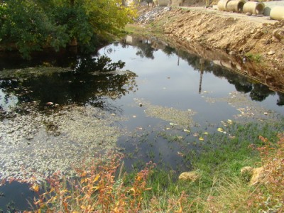 زيبار الزيتون الملوث