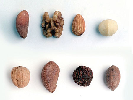 المكسرات.. الاعتدال في تناولها مفتاح فائدتها