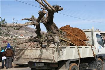 زيتونة معمرة موضبة للبيع في راشيا