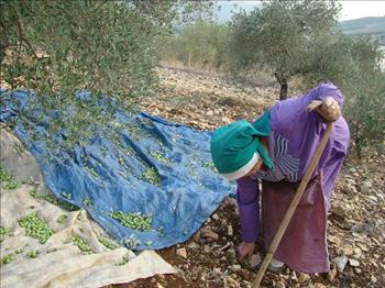 تجمع الزيتون لزوم الزيت البكر في حاصبيا