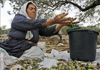 مزارعو الزيتون يتعبون ويشقون  وخسائرهم كبيرة.. المستفيدون هم التجار