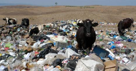   يعجز المزارعون عن توفير البيئة الضرورية لتربية الحيوانات