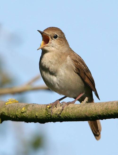 الطير تجري على الاغصان عاكفة ... تسبحُ الله جهراً في مغانيها
