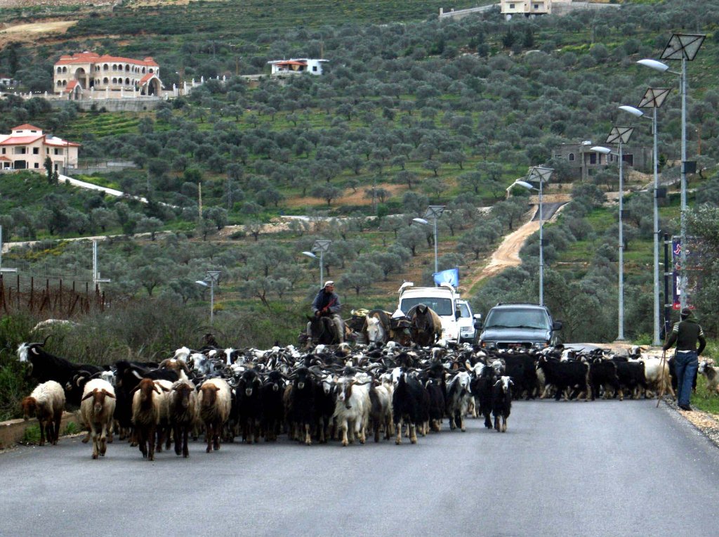 عودة القطيع