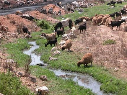 الأغنام والماعز ترعى على أعشاب المجاري في وادي الكفور