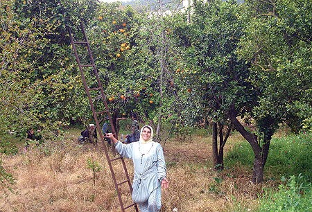 لا تزال العادات القروية تطبع حياة أبناء «عيون السمك» والمناطق المحيطة بها