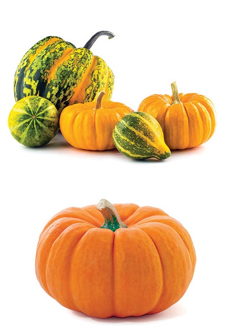 «القرع».. مذاقه طيب واستعمالاته كثيرة وقصصه مثيرة