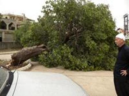 السنديانة المعمرة المقتلعة