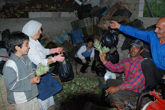 العكوب والدردار والجرجير والفطر والكرات والبقدونس البري