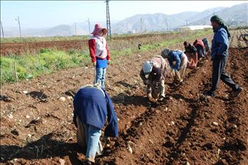 قلع موسم البطاطا ولملمته