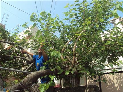  يجني التوت في البص