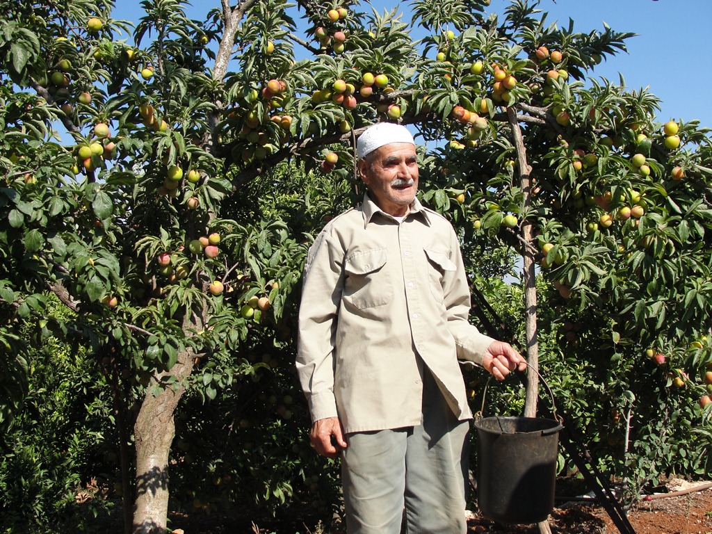 الحاج أبو توفيق سعد في بستانه