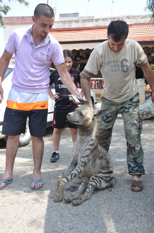 اصطياد ضبع في الدوير بعد افتراس عدد من طيور الدجاج