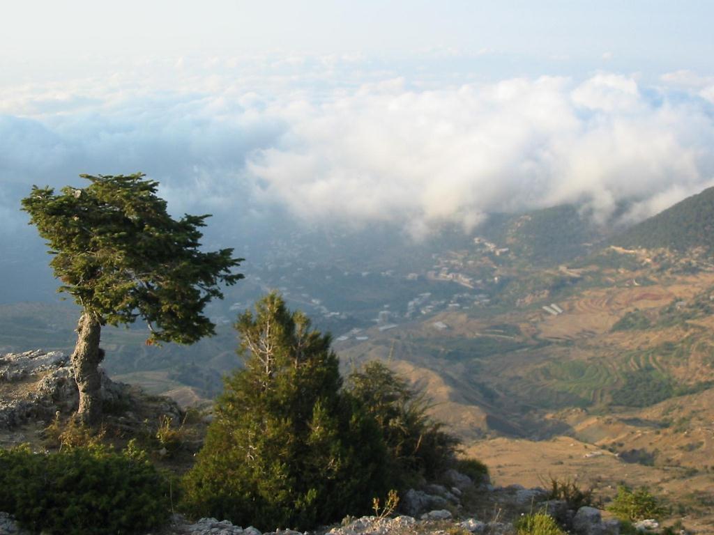  مجد لبنان أعطي لـه