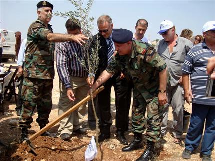 غرسة الزيتون الأولى في مكان لغم في حولا