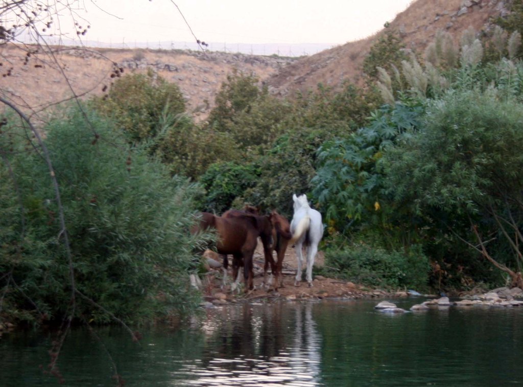 خيول اسرائيلية في الوزاني
