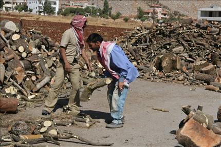 جانب من تجميع الحطب لبيعه في راشيا («السفير»)