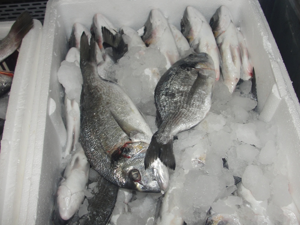 أسماك طازجة تحفظ بطريقة جيدة
