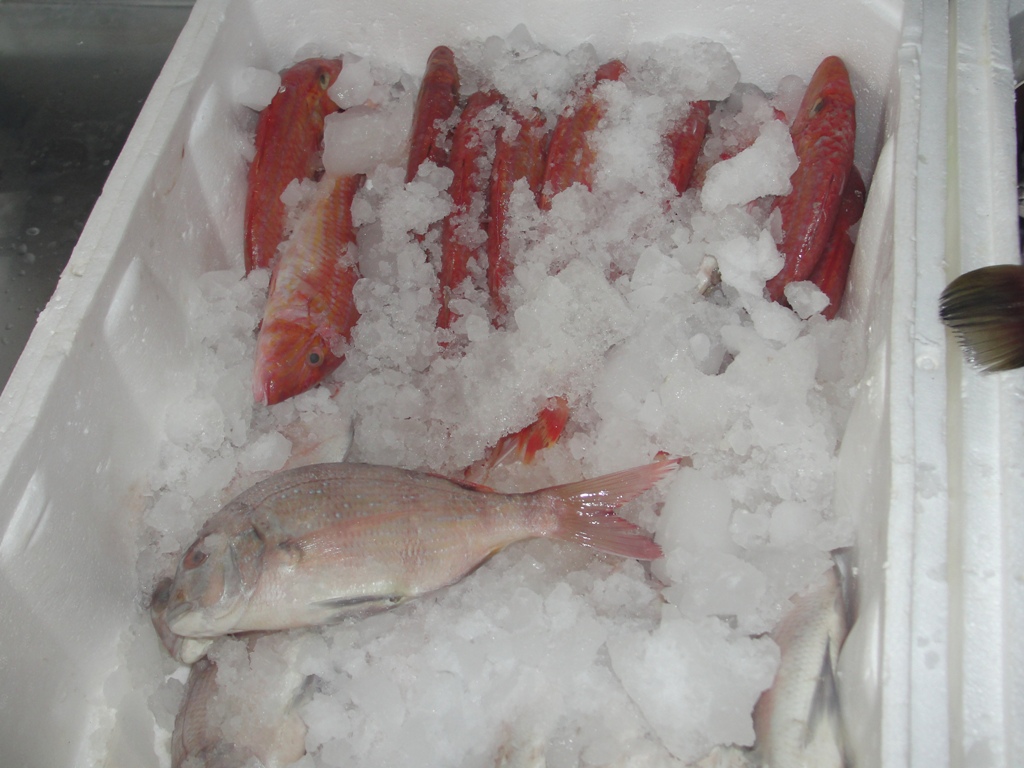 أسماك طازجة تحفظ بطريقة جيدة