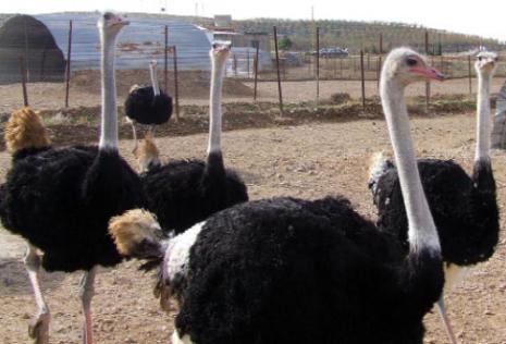 يبدو أن تربية النعام «ماشية» بقوة في البقاع.. أخف كلفة من مزارع الدواجن والماشية