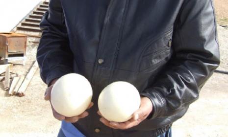 «النعام» ...للغذاء والدواء والزينة