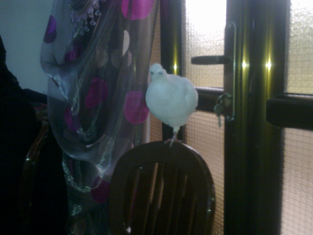 الحمامة البيضاء، الزائر، بعدما حطت على الكرسي