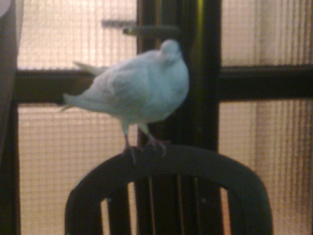 الحمامة البيضاء، الزائر، ب على الكرسي