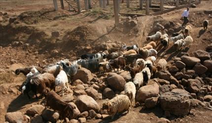 راع يمرر أغنامه من سوريا إلى لبنان في خراج الكنيسة الحدودية