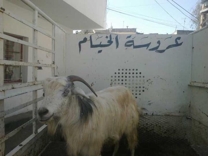 ... والعريس عنيد وتيس