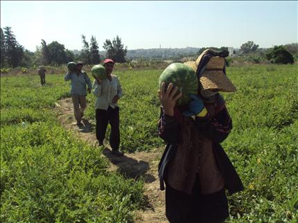 عمال يجنون محصول البطيخ