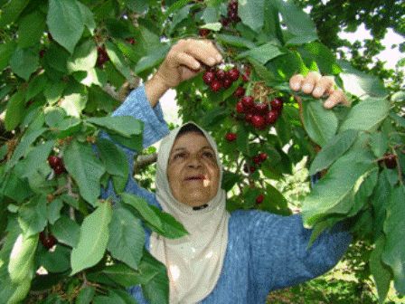 كرز شبعا أنواع وألوان