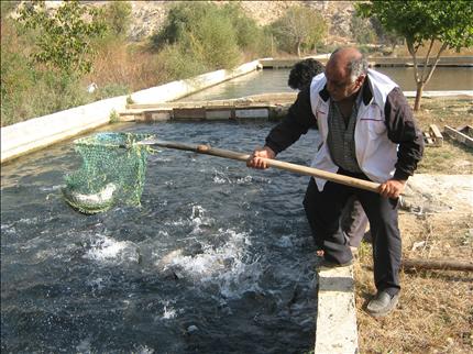 تربية أسماك الترويت في حوض العاصي («السفير»)