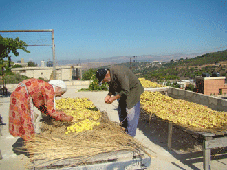  تين كفرحمام أغلى .. لكن أطيب