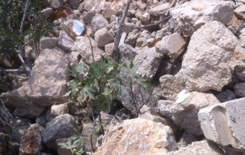  كرم تين وزيتون يتحوّل إلى مكبّ بعد رمي مئات الأطنان من الردم والأنقاض فيه