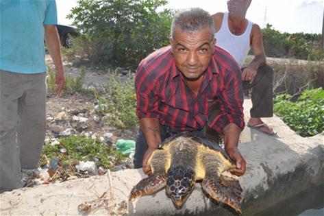 السلحفاة بين ايدي العمال